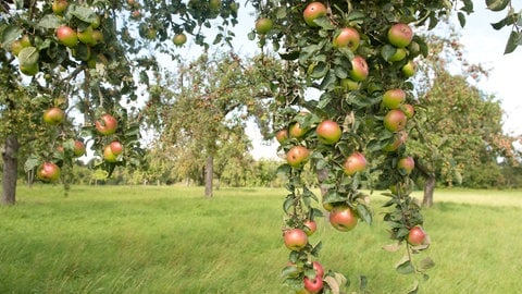 Eine Streuobstwiese mit Apfelbäumen im Spätsommer: Der BUND in Ulm zieht Bilanz seiner Umweltarbeit im Jahr 2024. Der Einsatz für Klimaschutz und Artenvielfalt ist nicht leichter geworden. So gibt es zwar ein neues Gesetzt zum Schutz von Streuobstwiesen, doch es gibt viele Ausnahmen, die den Schutz erschweren. (Symbolbild)