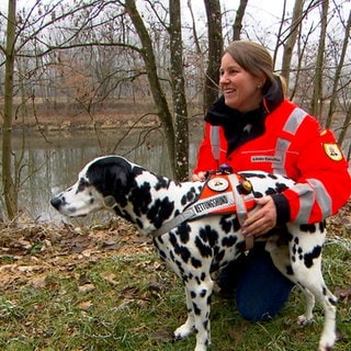 Dalmatiner Connor wartet auf seinen Einsatz zum Suchen. Der Dalmatiner ist immer mit seinem Frauchen Linda Cavallini unterwegs. 