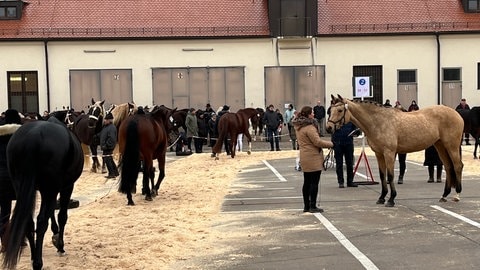 Die traditionelle Pferdeprämierung des Kalten Markts in diesem Jahr auf dem Konversionsgelände der Reinhardt-Kaserne Ellwangen