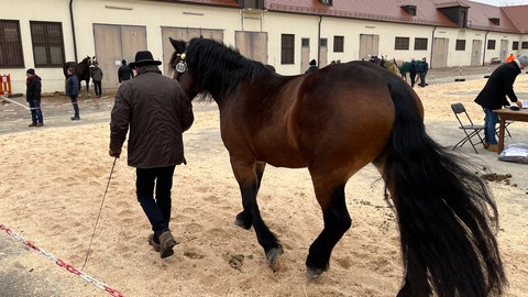 Pferdezüchter führt seine Stute der Jury auf dem Kalten Markt in Ellwangen vor.