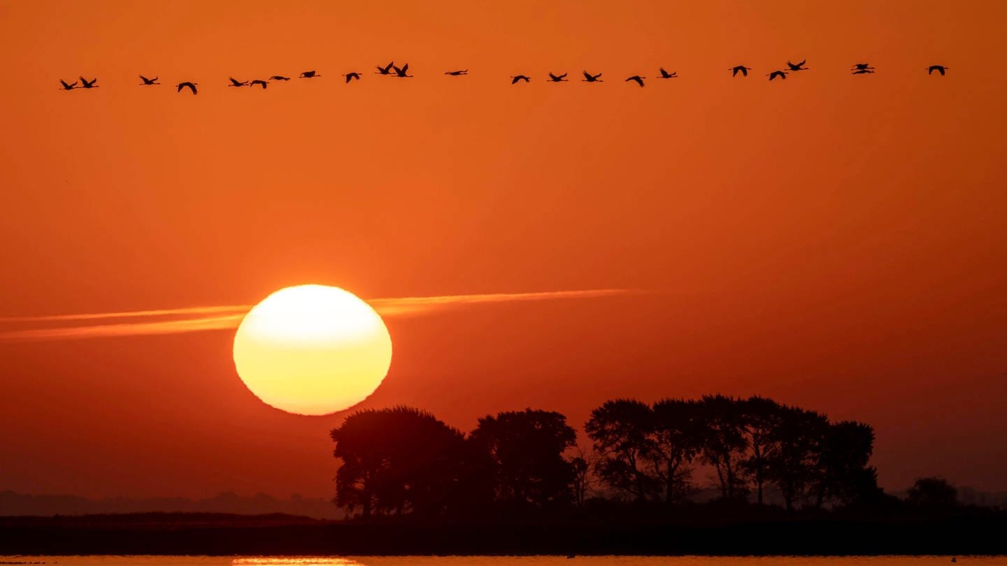 Ein Vogelschwarm fliegt an der untergehenden Sonne vorbei