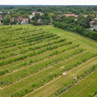 Eine Agroforstfläche von Benedikt Bösel, Landwirt, Unternehmer, Agrarökonom