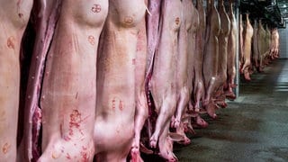 In einem Schlachthof hängen aufgeschnittene Schweine an Haken