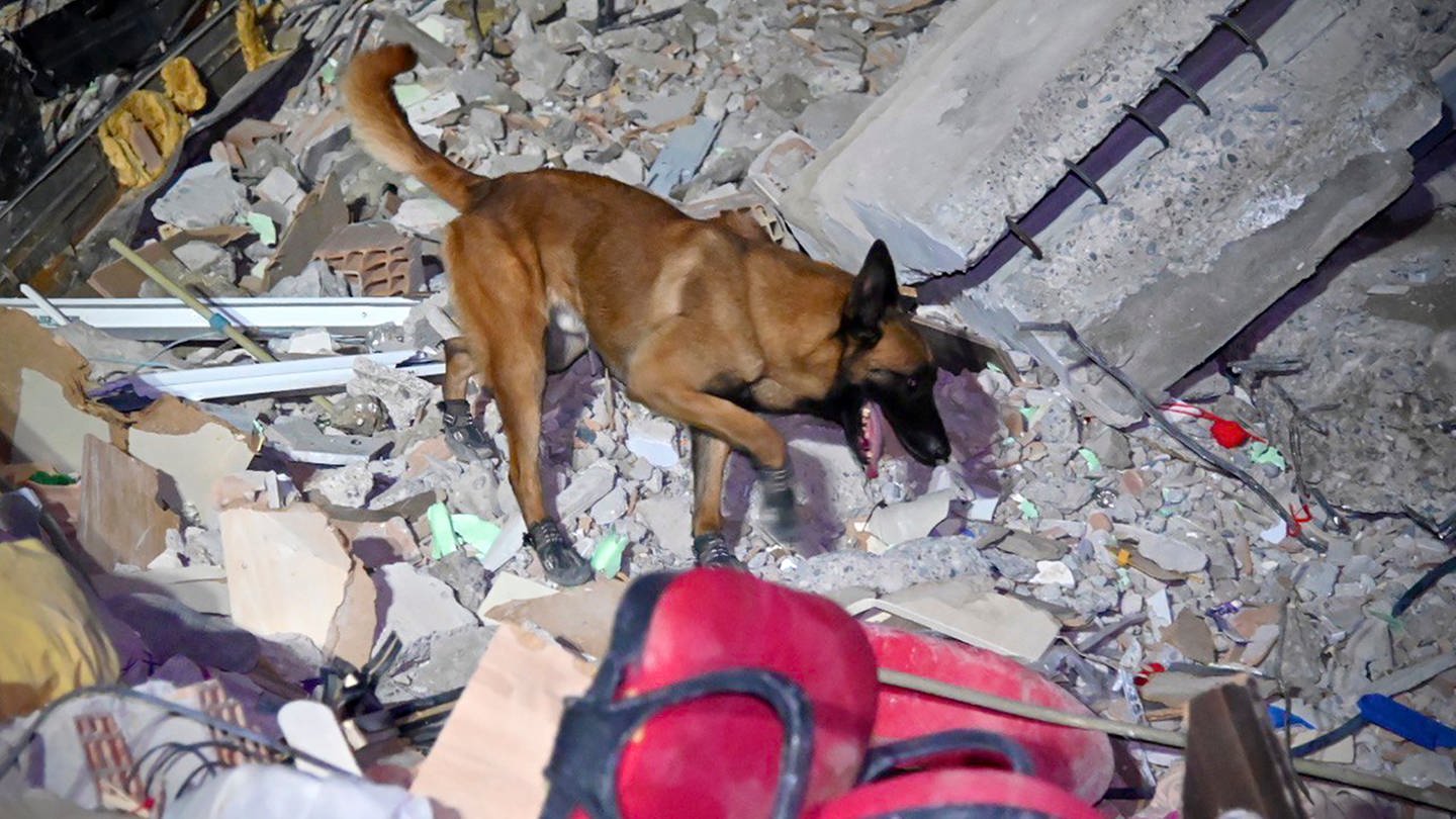 Ein französischer Rettungshund geht nach dem schweren Erdbeben an der türkisch-syrischen Grenze durch Trümmer.