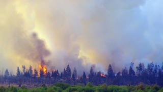 Flammen schlagen aus der Wald- und Moorlandschaft Hohes Venn.