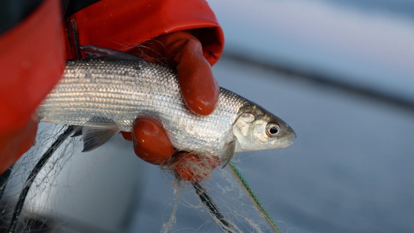 Eine Berufsfischerin hält auf dem Bodensee ein Felchen in der Hand.