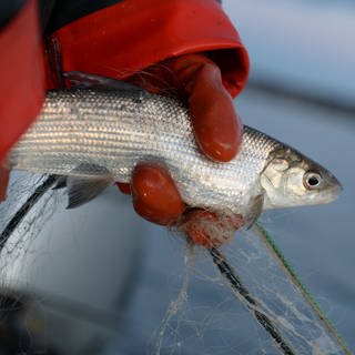Eine Berufsfischerin hält auf dem Bodensee ein Felchen in der Hand.