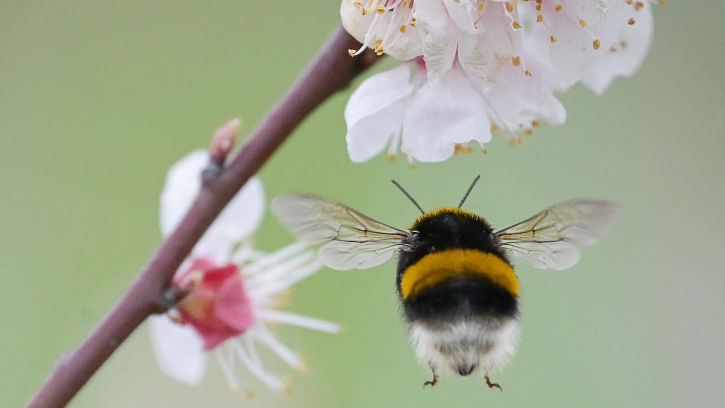 Eine Hummel fliegt im Streuobstwiesengebiet Kirschenberg im Friedberger Stadtteil Ockstadt auf eine Blüte zu.