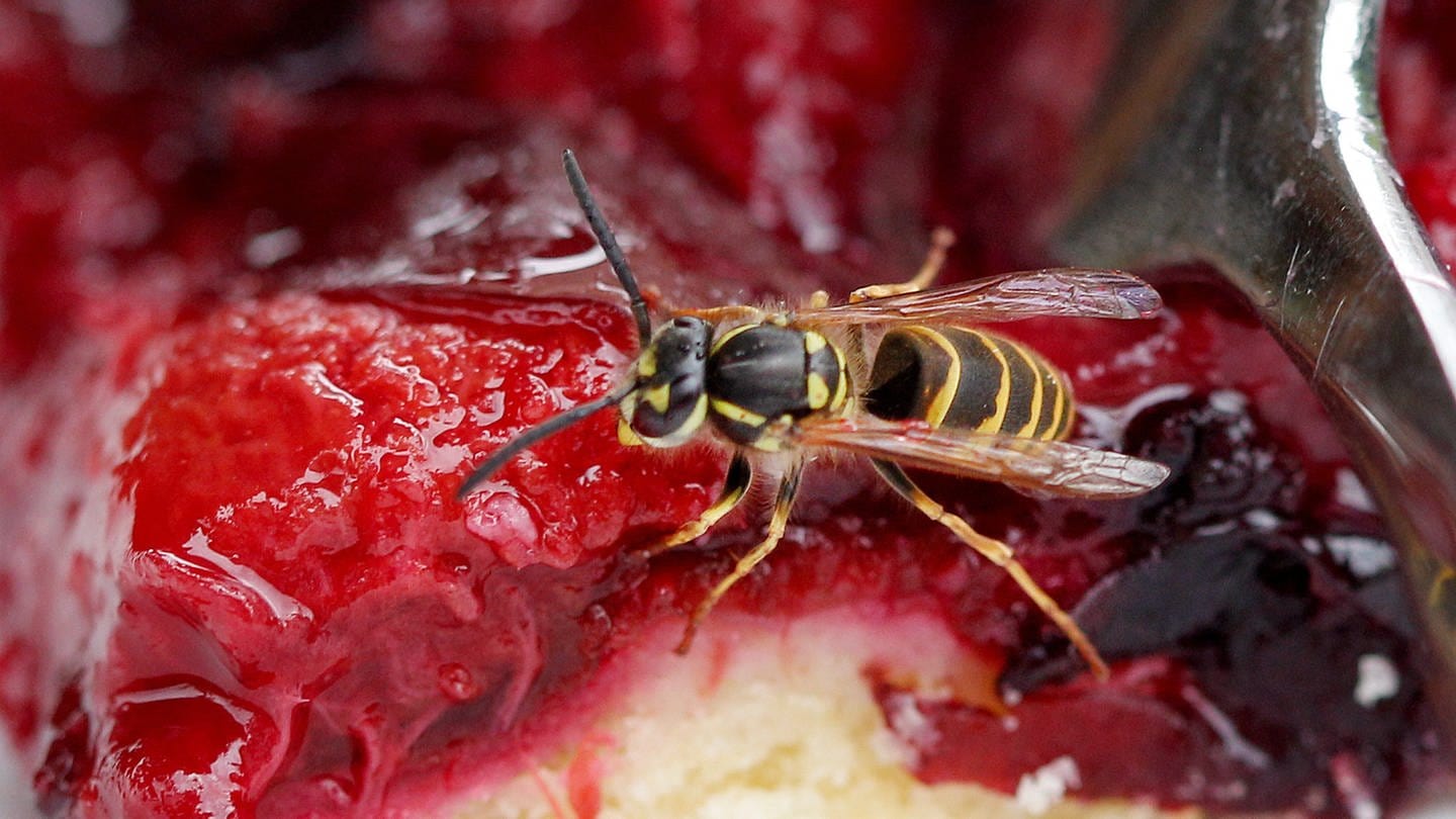 Eine Wespe sitzt auf einem Stück Obstkuchen