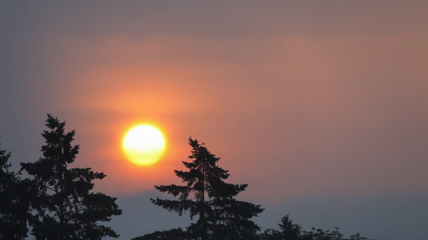 Die Sonne geht über den Baumspitzen zweier Nadelbäume auf und färbt den Himmel rot ein.