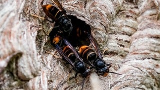 Asiatische Hornissen (Vespa velutina nigrithorax) sammeln sich an einem Ausgang ihres Nestes.