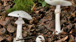 Grüne Knollenblätterpilze (Amanita phalloides) stehen auf Waldboden. Der Verzehr des Pilzes kann die Leber schädigen und sogar tödlich sein.