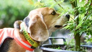 Beagle-Spürhund Mira schnuppert an einem Baum