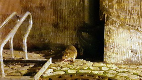 Eine Ratte sitzt nachts an einer Häuserwand: Einzelne Ratten-Beobachtung kann man gelassen nehmen.