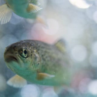 Eine Forelle schwimmt in einem Aquarium