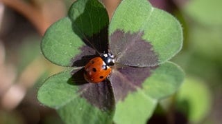 Ein Marienkäfer sitzt in der Sonne auf einem vierblättrigen Kleeblatt