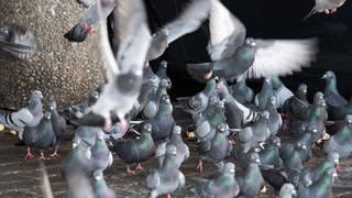 Tauben balgen sich auf einer Straße um Brot, welches den Tieren von einem Passanten hingeworfen wurde.