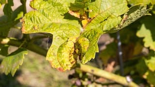 Vom sogenannten Falschen Mehltau (Peronospora) geschädigte Blätter und Trauben hängen an einem Rebstock