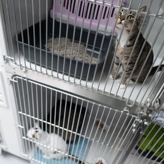 Katzen sitzen im Tierheim Berlin im Bereich der Katzenquarantäne in Käfigen