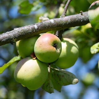 Äpfel wachsen auf einer Streuobstwiese bei Idstein im Taunus. Die in Hessen geernteten Äpfel werden traditionell auch zur Produktion von Apfelwein verwendet.