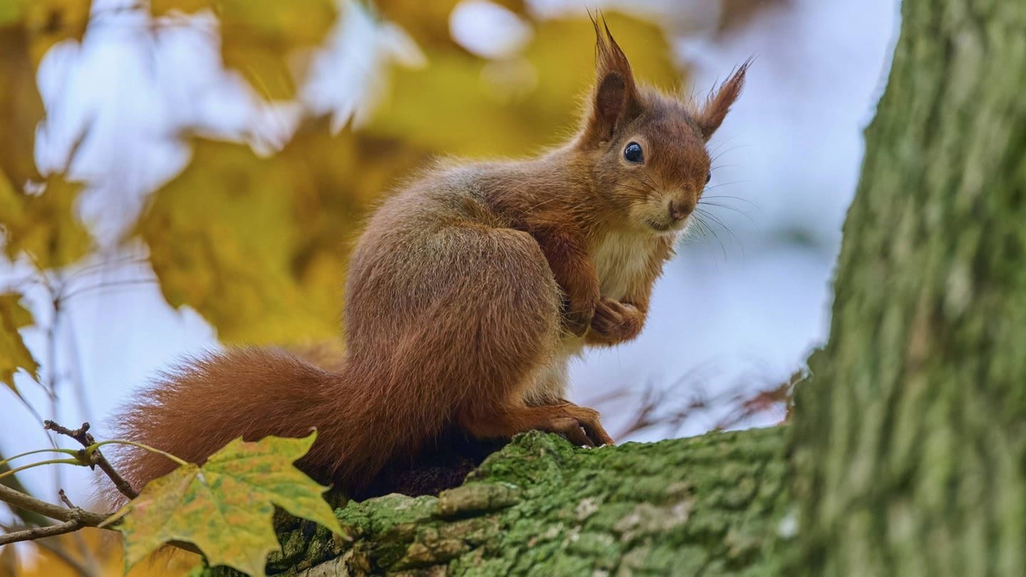 Städte auch für Tiere planen: Eichhörnchen sitzt auf einem Baum