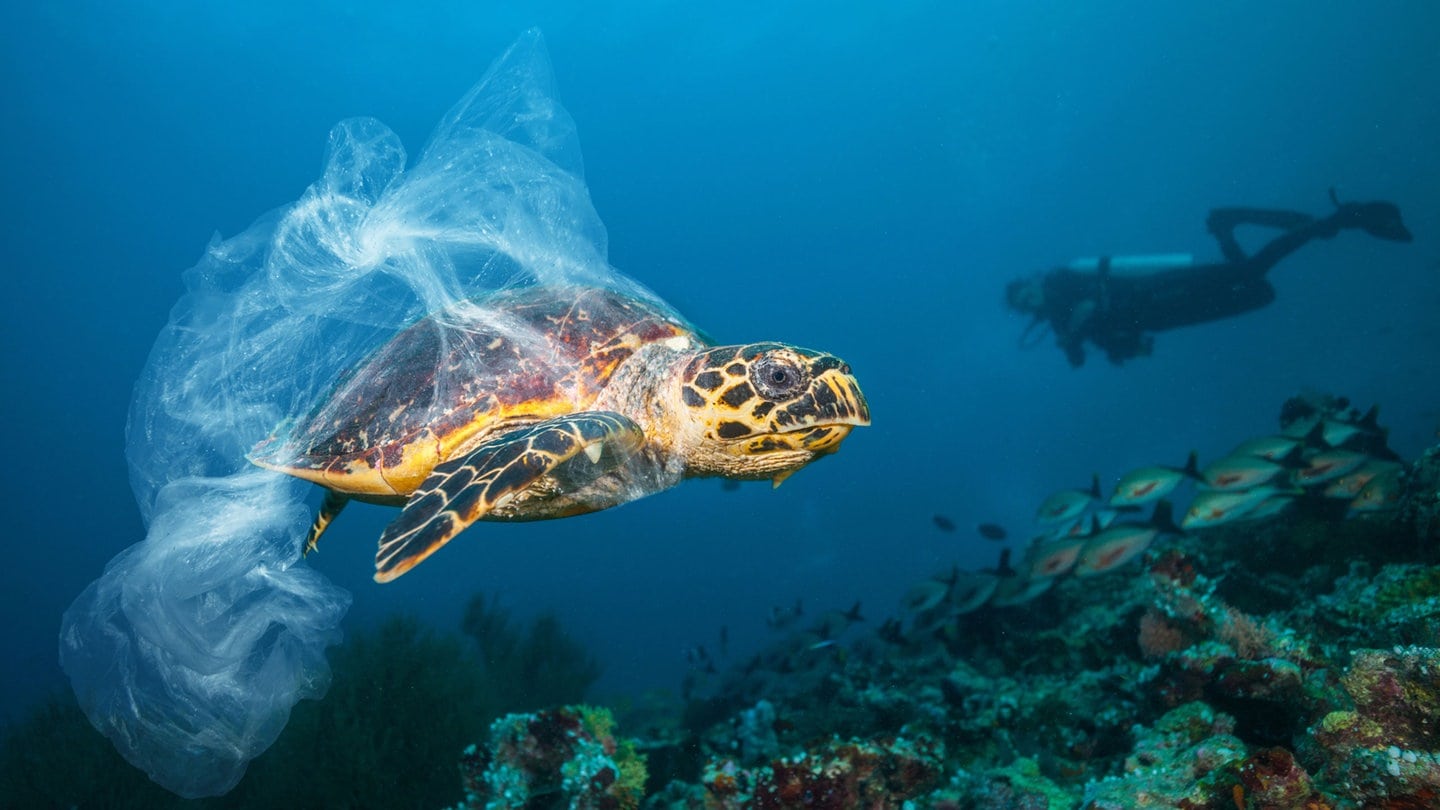 Schildkröte in Plastik verfangen.