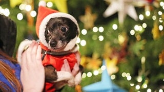 Ein Hund in einem weihnachtlichen Kostüm ist auf dem Arm eines Menschen vor einem Weihnachtsbaum.