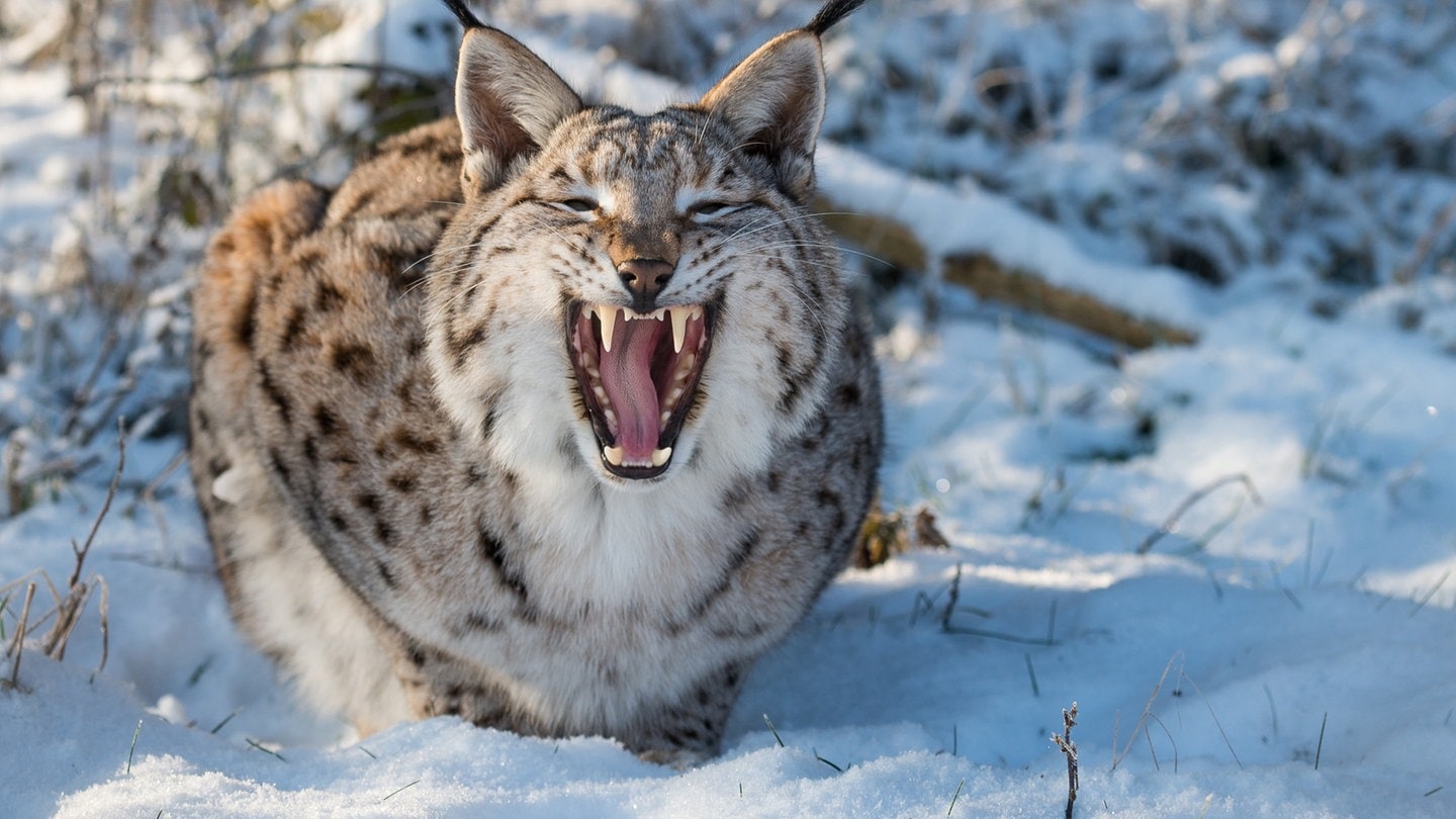 Luchs im Schnee, fletscht die Zähne.