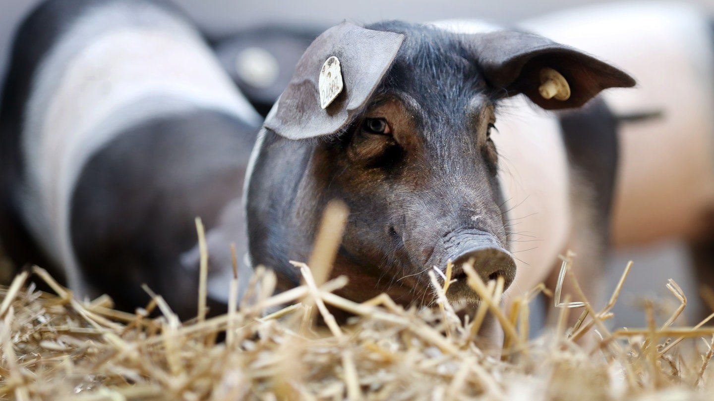 Drei Sattelschweine stehen in der neu eröffneten Außenanlage des Leibniz-Institut für Nutztierbiologie. Der Erweiterungsbau orientiert sich an den Richtlinien des ökologischen Landbaus.