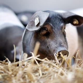 Drei Sattelschweine stehen in der neu eröffneten Außenanlage des Leibniz-Institut für Nutztierbiologie. Der Erweiterungsbau orientiert sich an den Richtlinien des ökologischen Landbaus.