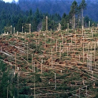 Ein von Orkan "Lothar" zerstörtes Waldstück in Simonswald im Schwarzwald. Der Orkan vom 26. Dezember 1999 hinterließ allein in Baden-Württemberg rund 40.000 Hektar Kahlflächen.