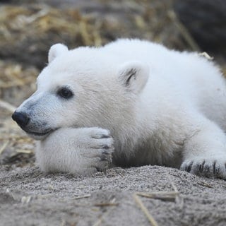 Eisbär-Baby Mika liegt im Karlsruher Zoo im Eisbär-Gehege auf dem sandigen Boden, umgeben von Stroh, und stützt sein Kinn auf eine Tatze.