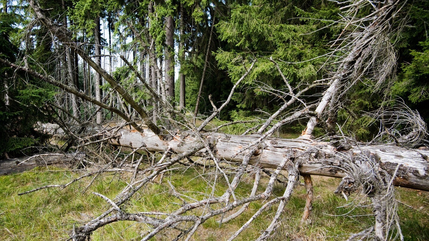 Wie Klimaschutz Im Alltag Gelingt - Landesschau Rheinland-Pfalz - SWR ...