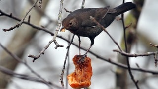 Die Amsel ist noch immer ein weitverbreiteter Singvogel in Rheinland-Pfalz - bei der Stunde der Wintervögel 2021 wurde sie mit Haussperling und Kohlmeise am häufigsten gezählt.