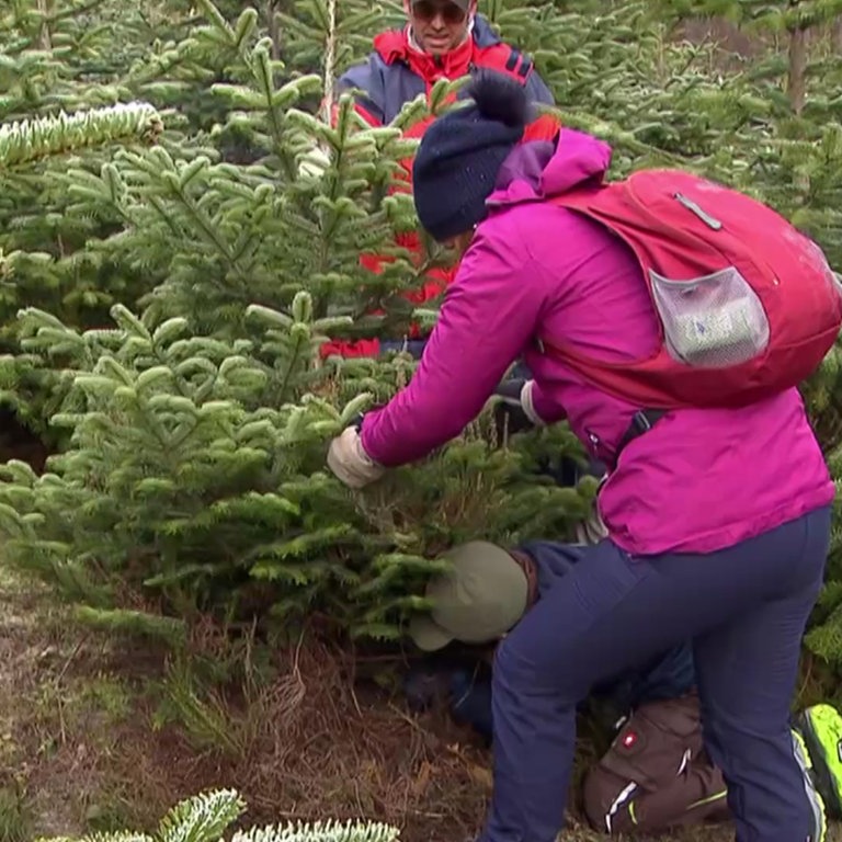 Weihnachtsbaum selber schlagen im Pfälzerwald SWR Aktuell