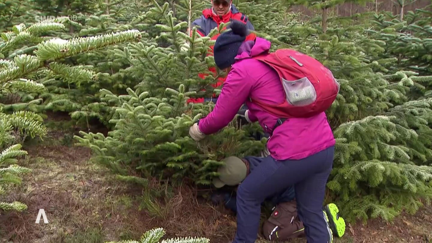 Weihnachtsbaum selber schlagen im Pfälzerwald SWR Aktuell