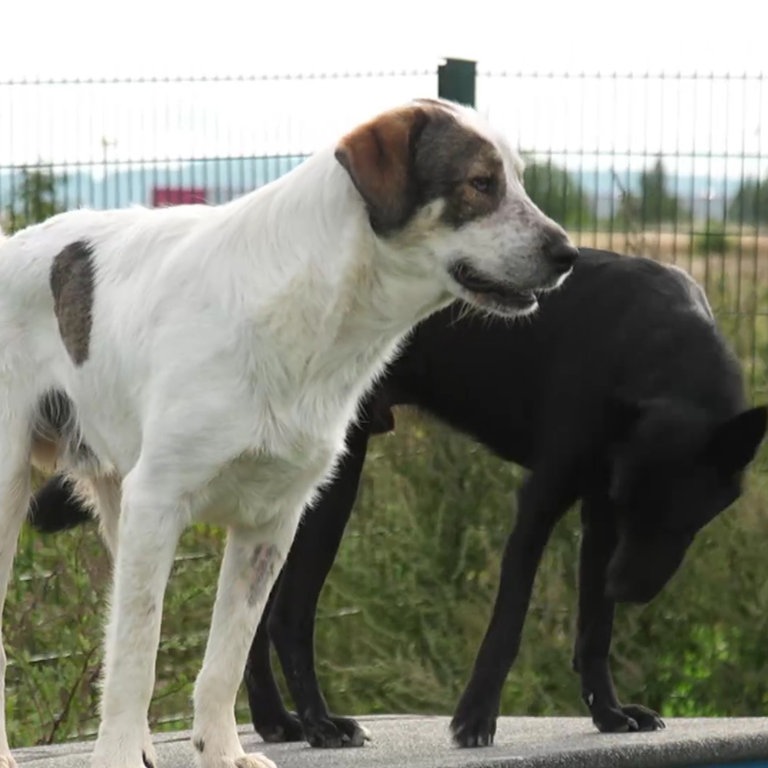 B Ndnis Schattenhund Wenn Tierheime In Rlp Am Limit Sind Swr Aktuell