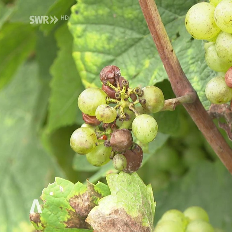 Rheinland-Pfalz Wetter Vom 19.9.2023 - SWR Aktuell