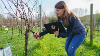 Physikerin, Winzerin und Leiterin KI-Rebschnitt Carolin Horst schneidet nach KI-Vorgabe auf dem Display die Weinrebe.