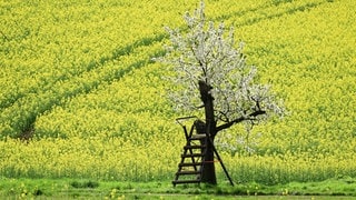 Das Wetter in Rheinland-Pfalz wird wieder schlechter