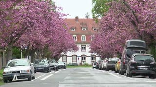 Kirschbaumallee mit blühenden Bäumen