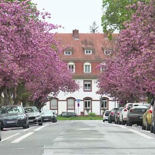 Kirschbaumallee mit blühenden Bäumen