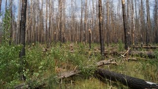 Wie sollen abgebrannte Waldstücke in Rheinland-Pfalz wieder aufgeforstet werden? Im abgebrannten Stadtwald Treuenbritzen wird dazu geforscht.