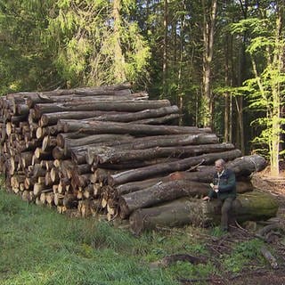 Holzstapel im Wald