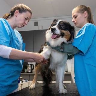 Hund wird behandelt. Besuche bei Tierärten werden teurer