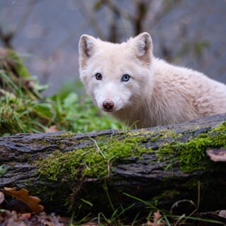 Polarfuchs Wukk in seinem Gehege in Maßweiler