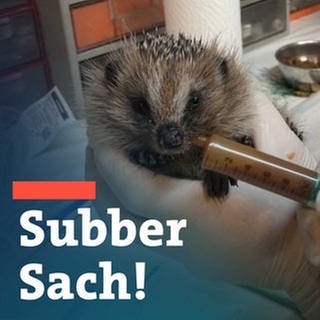 Igel-Retter