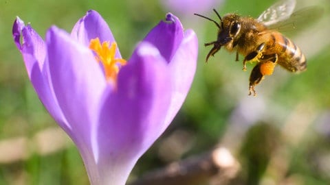 Ein Biene fliegt neben einer Blüte.