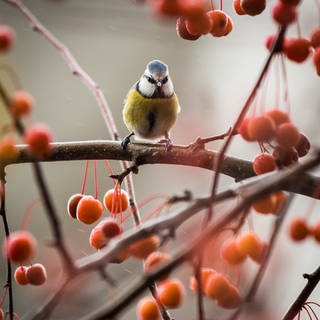 Ergebnis: Bei der Aktion des NABU "Stunde der Wintervögel" wurden 2023 in RLP am häufigsten der Spatz, die Blaumeise und die Kohlmeise gesichtet.