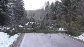 Sturmschäden: Ein Baum ist über eine Straße gestürzt